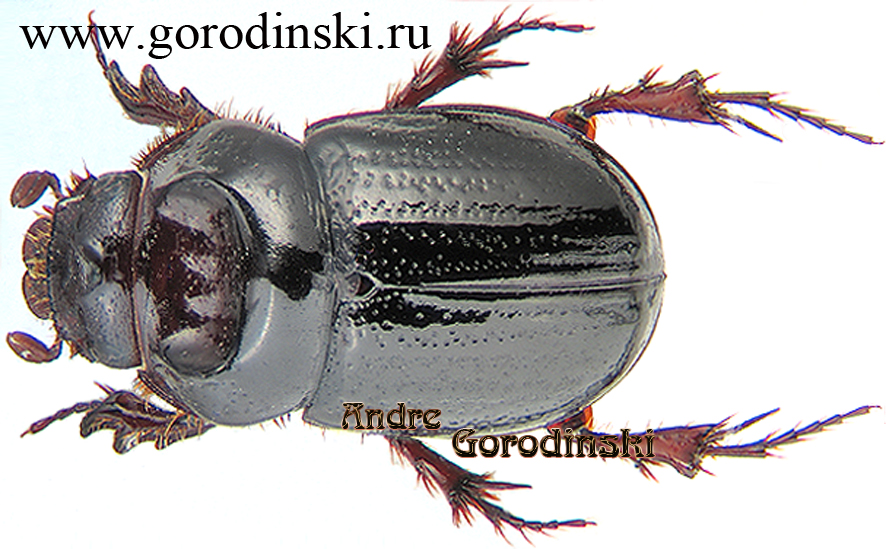 http://www.gorodinski.ru/scarabs/Orphnus mysoriensis.jpg